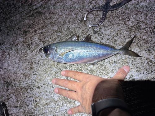 メアジの釣果