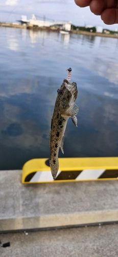 ハゼの釣果