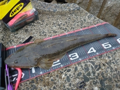 マゴチの釣果