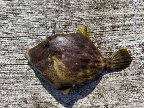 カワハギの釣果