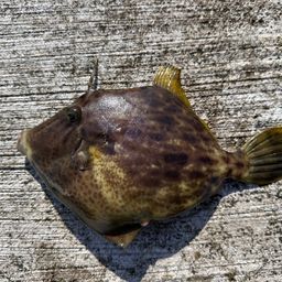 カワハギ