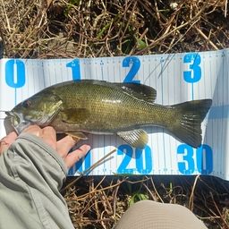 スモールマウスバス