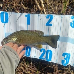 スモールマウスバス