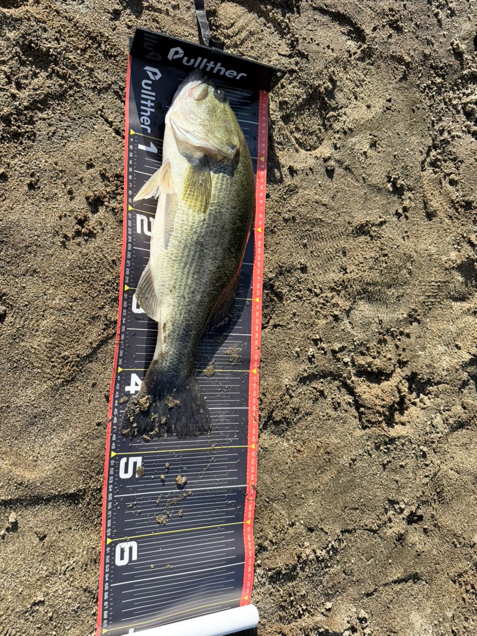 ラージマウスバス