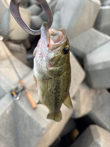 ラージマウスバスの釣果