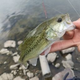 スモールマウスバス