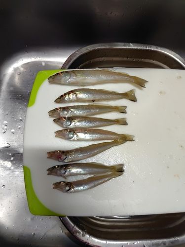 シロギスの釣果