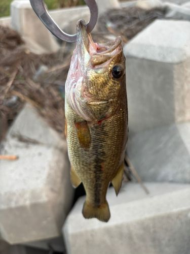 ラージマウスバスの釣果