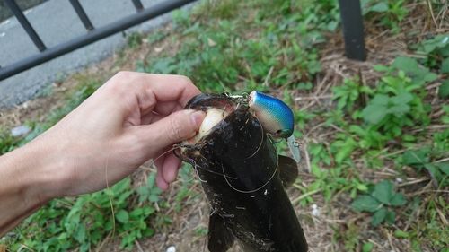 ナマズの釣果