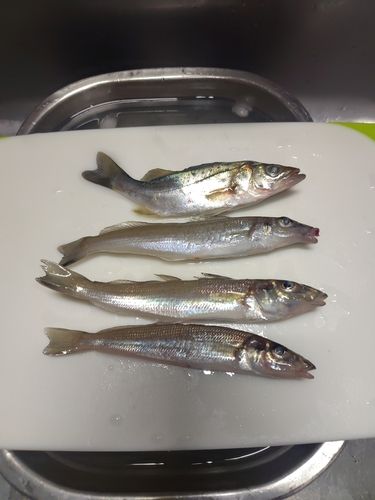 シロギスの釣果