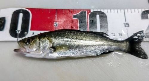 セイゴ（マルスズキ）の釣果