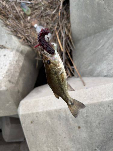 ラージマウスバスの釣果