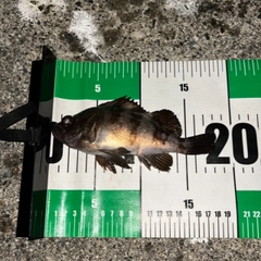 シロメバルの釣果