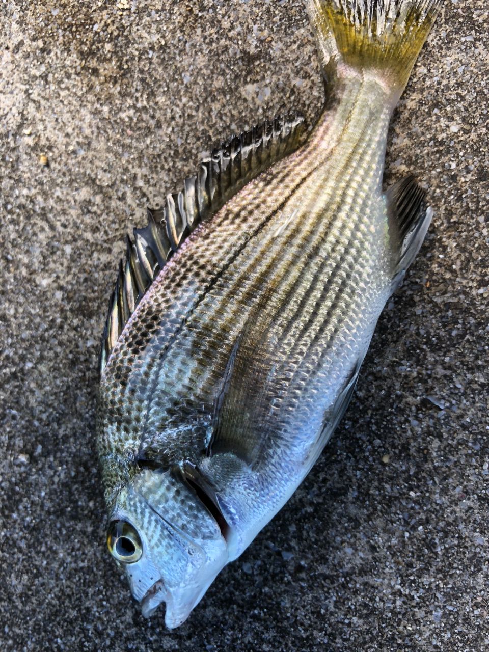 PRO MARINE ソルティーラガーライト 76MLの最安値・インプレ