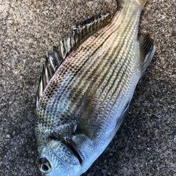 気仙川河口の釣果・釣り場情報【2025年最新】 - アングラーズ | 釣果