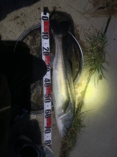 青森湾