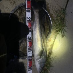 イングリッシュマン