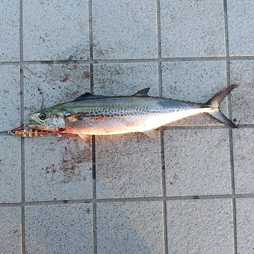 サゴシの釣果