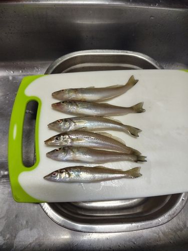 シロギスの釣果