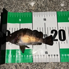 シロメバルの釣果