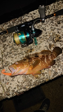 キジハタの釣果