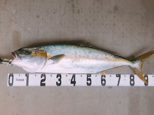 ヒラマサの釣果