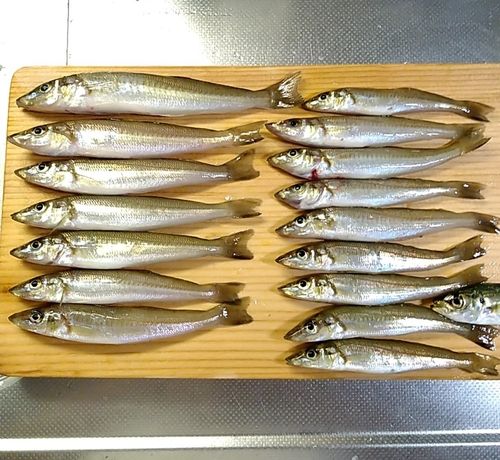 シロギスの釣果