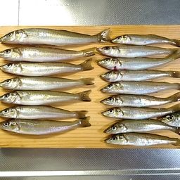 シロギス