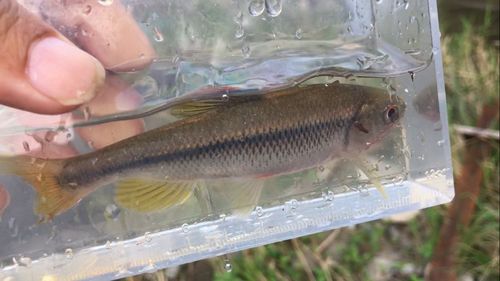 カワムツの釣果