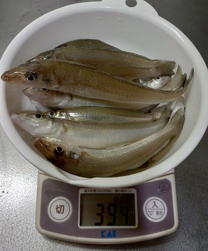 キスの釣果