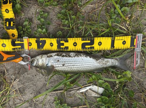 ボラの釣果