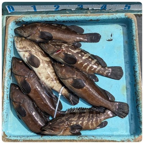 クエの釣果