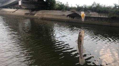 衣浦湾