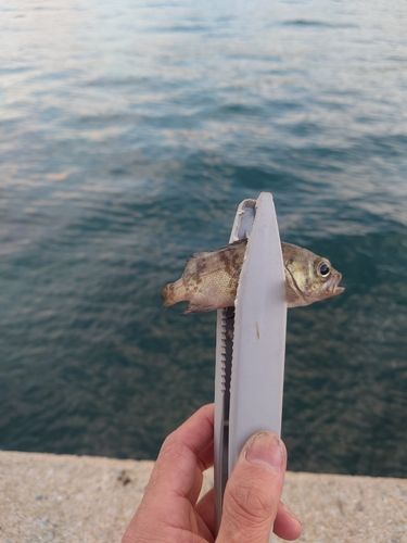 メバルの釣果