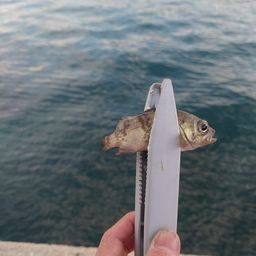 メバル