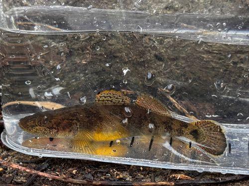 スミウキゴリの釣果