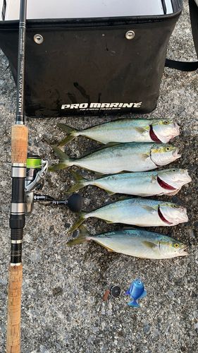 ツバスの釣果