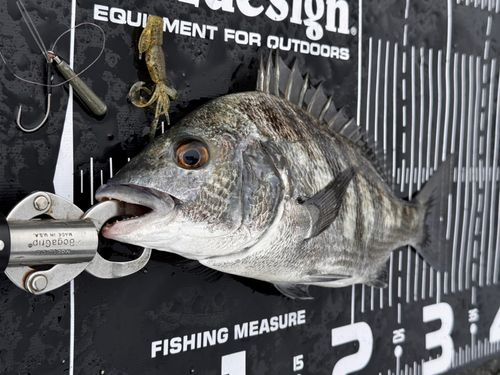 チヌの釣果