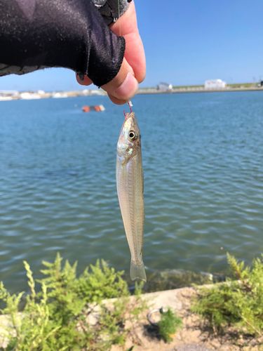 鳥の海
