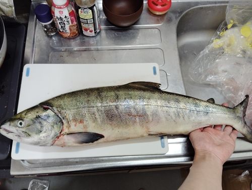 アキアジの釣果