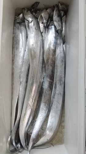 タチウオの釣果