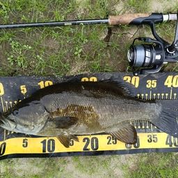 スモールマウスバス