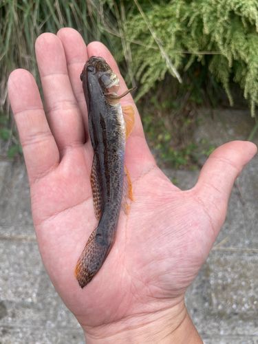 マハゼの釣果