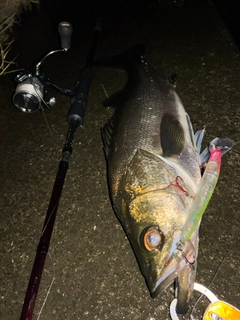 スズキの釣果