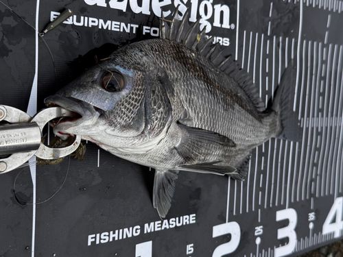 チヌの釣果