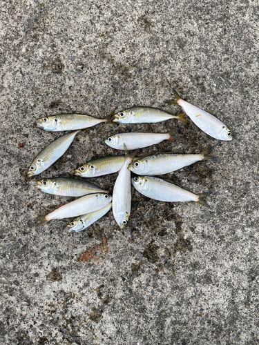 アジの釣果