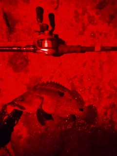 ノミノクチの釣果