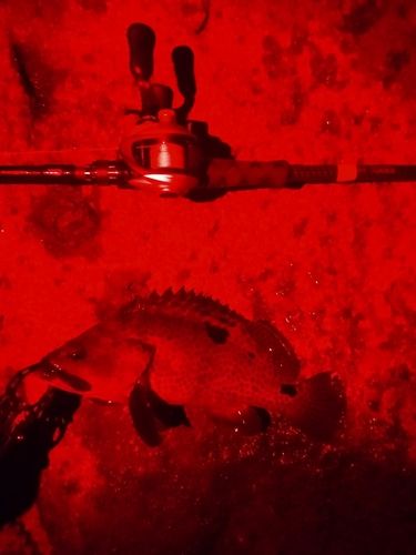 ノミノクチの釣果