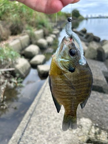 ブルーギルの釣果