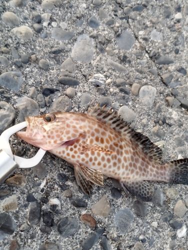 オオモンハタの釣果